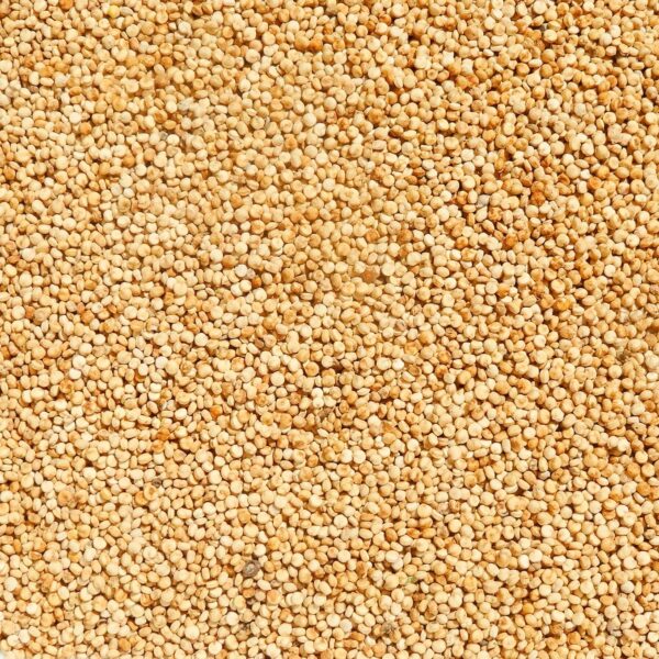 Quinoa biela - Image 5